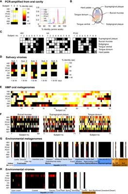 Identification and spatio-temporal tracking of ubiquitous phage families in the human microbiome